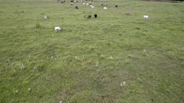 Brezilya 'nın So Paulo eyaletinin iç kesimlerinde Brotas şehrinde sığır sürüsü uçurmak. Nehirleri ve çiftlikleri olan şehir.