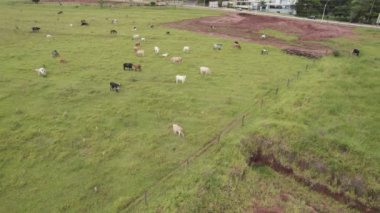 Brezilya 'nın So Paulo eyaletinin iç kesimlerinde Brotas şehrinde sığır sürüsü uçurmak. Nehirleri ve çiftlikleri olan şehir.