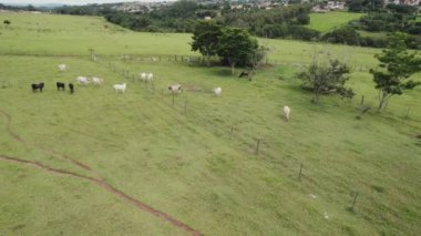 Brezilya 'nın So Paulo eyaletinin iç kesimlerinde Brotas şehrinde sığır sürüsü uçurmak. Nehirleri ve çiftlikleri olan şehir.