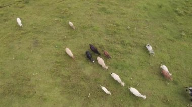 Brezilya 'nın So Paulo eyaletinin iç kesimlerinde Brotas şehrinde sığır sürüsü uçurmak. Nehirleri ve çiftlikleri olan şehir.