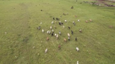 Brezilya 'nın So Paulo eyaletinin iç kesimlerinde Brotas şehrinde sığır sürüsü uçurmak. Nehirleri ve çiftlikleri olan şehir.