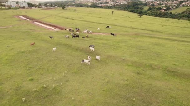 ブラジルのサウパウロ州の内部で ブロタス市で牛の群れを飛ばしました 川や農場を持った都市 — ストック動画