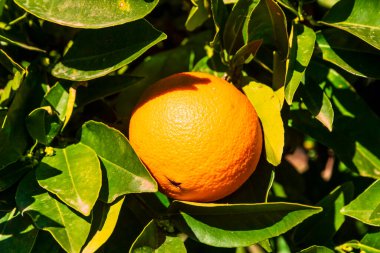 Güneş doğarken ağaçta portakal, Alicante, İspanya.