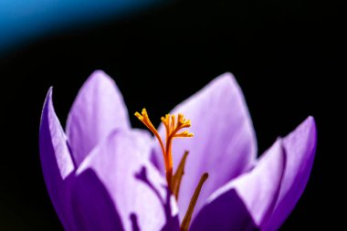 Bir leylak çiçeğinin yapraklarının gölgeleriyle makro fotoğrafçılık.