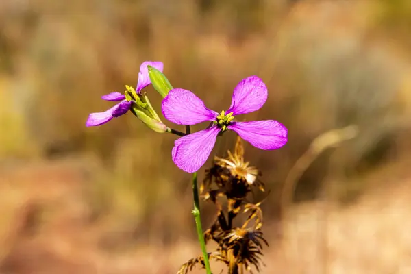 西班牙阿利坎特山区一对粉红色的小花 — 图库照片