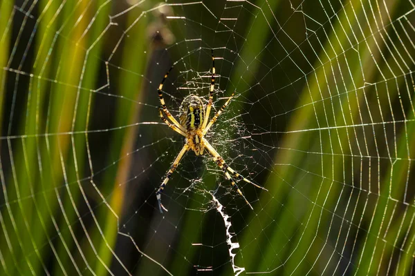 Spin Midden Zijn Web Met Zonnestralen Bij Zonsopgang Alicante Spanje — Stockfoto