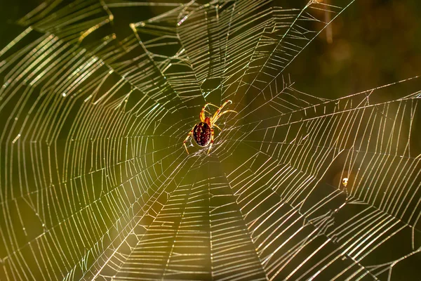 Spider Mijlocul Pânzei Sale Raze Soare Răsărit Alicante Spania — Fotografie, imagine de stoc