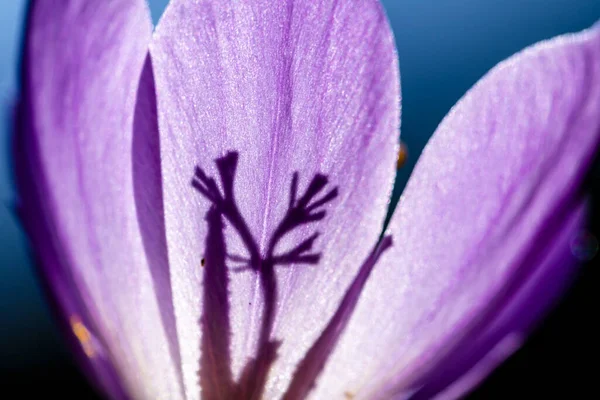 带有紫丁香花瓣阴影的宏观摄影 — 图库照片