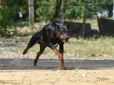Doberman deri bir koşum takımı giymiş, kovaladığı şeyin peşinden koşan kaslı bir köpek. Cynoloji okulundaki Dressiura. Hareket halindeki köpek