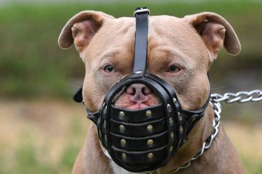 Staffordshire Boğa Teriyeri güçlü, güçlü ve çok aktif bir köpektir. Ağızlık takan köpek tasmanın yanına oturur, mekanın adı. Cynoloji okulunda eğitim. Köpek, Cynoloji okulunun sahibi Dressiura 'ya bakıyor. Genel plan