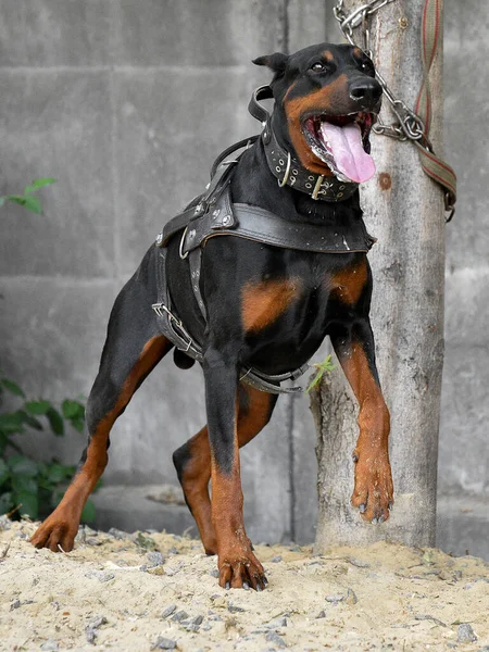 Добермен Язистий Робочий Собака Одягнений Шкіряне Взуття Біжить Після Єкт — стокове фото