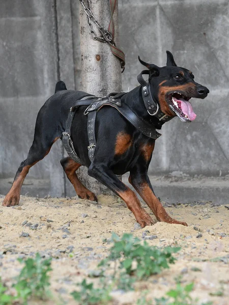 Doberman Cão Trabalho Muscular Vestido Com Arnês Couro Correndo Atrás — Fotografia de Stock