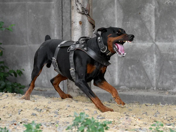 Добермен Язистий Робочий Собака Одягнений Шкіряне Взуття Біжить Після Єкт — стокове фото