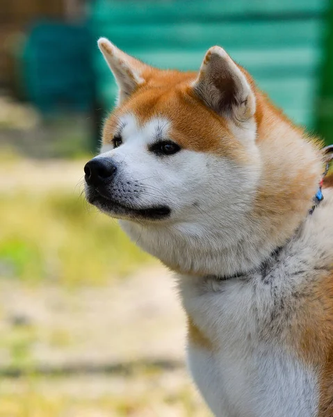 Akita Inu Güzel Kırmızı Bir Köpek Yerde Yatar Önüne Bakar — Stok fotoğraf