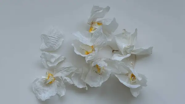 Kurumuş orkide çiçekleri beyaz bir masaya saçılmış. Botanik, çiçeksel, minimalist, doğadan esinlenilmiş ve yaratıcı zanaat içeriği için mükemmel..