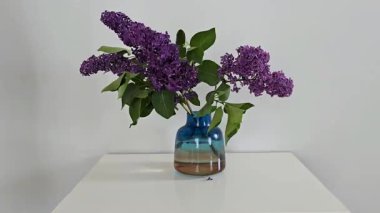 Çiçek açan mor leylak dalları beyaz bir masada mavi ve sarı bir vazoda hafifçe hareket eder. Childs 'ın eli çiçeklere ulaşıyor ve dokunuyor. Yatay videodaki rahat minimalist sahne.