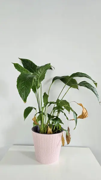 Minimalist bir bitki, açık pembe bir tencerede, beyaz bir masada. Yeşil yapraklar boyut ve renk olarak farklılık gösterirken, bazıları taze ve canlı, diğerleri kuru, doğal yaşlanma ve kontrastı gösterirler. Doğa temaları, kusurlar ya da iç dekorasyon için ideal..