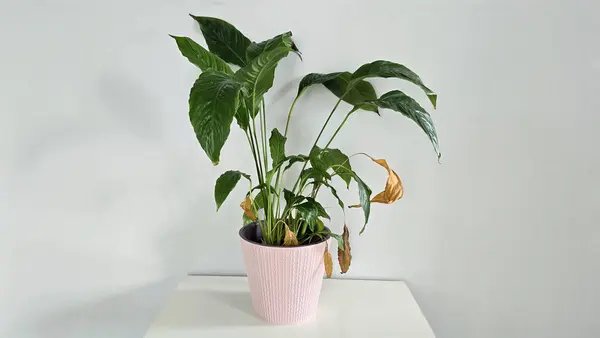 Minimalist bir bitki, açık pembe bir tencerede, beyaz bir masada. Yeşil yapraklar boyut ve renk olarak farklılık gösterirken, bazıları taze ve canlı, diğerleri kuru, doğal yaşlanma ve kontrastı gösterirler. Doğa temaları, kusurlar ya da iç dekorasyon için ideal..