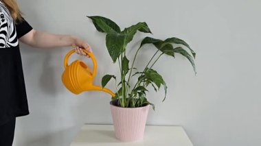 Sağlıklı yeşil bir bitkiyi beyaz bir masada pembe bir tencerede sulayan bir kadın. Sulama kutusuyla kapalı bitki bakımına yakın çekim. Doğal ışık ve taze yapraklarla minimalist ev sahnesi.