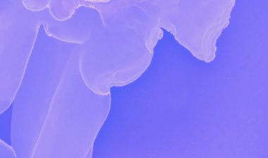 Grafik Boyama Arkaplanı. Pembe Gelecekçi Moda Efekti. Neon Petrol Tasarımı. Violet Soyut Mürekkep Çizimi. Gelecekçi Moda Tablosu. Mavi Işık Yağı deseni. Soyut Akış Gradyanı.