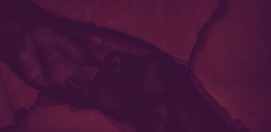 Renkli şarap sıçraması. Suluboya Şarap Şablonu. Soyut Alkol Kapağı. Karanlık Şaraphane Şablonu. Kırmızı şarap serpintisi. Suluboya Şaraphane deseni. Koyu Kestane Kalıbı. Kırmızı Şarap Şelalesi.