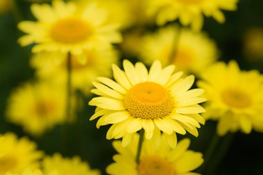 Papatya çayının sarı çiçeği.