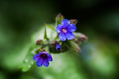 Baharda mavi Pulmonaria Çiçeklerine yakın.