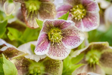 Pink speckled Hellebore flowers in early spring. clipart