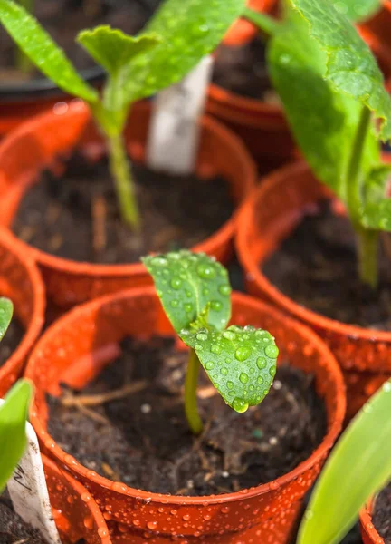 Taze ekilmiş kabak tohumlarınız çömleklerden çıktı..