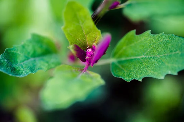 Ağaç ıspanağının (Chenopodium giganteum) yeni gelişen uçları, ayrıca Mor Kaz Ayağı olarak da bilinir..
