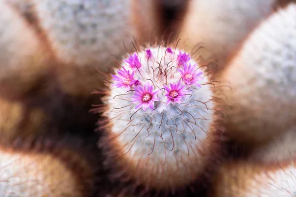 Pembe bir kaktüs çiçeğinin makro ayrıntıları.