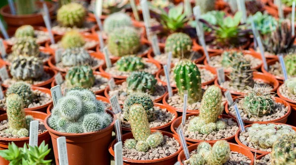 Bir tezgahta satılık çeşitli kaktüsler..