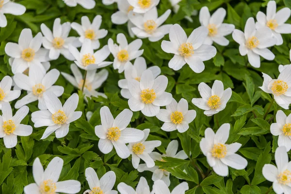 Stock image Wood Anenone flowers in early Spring.