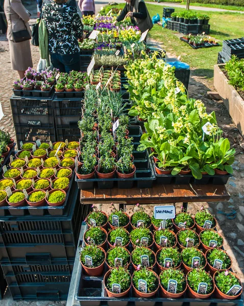 Baharın başında açık hava pazarında satılık çeşitli bitkiler..