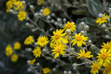 Sarı Brachyglottis Çiçekler 'Günışığı'.