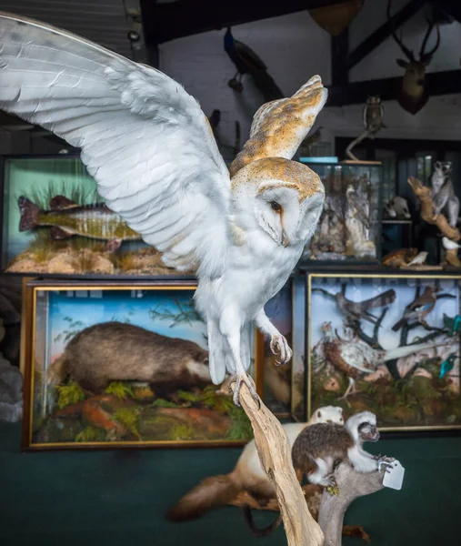 Llangollen, Denbighshire, Galler, İngiltere. 5 Eylül 2019. Doldurulmuş bir ahır ve diğer hayvanlar Riverside Tahnitçilik Stüdyosunun vitrininde sergileniyor..