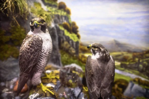 Antik bir çift doldurulmuş ve monte edilmiş Peregrine şahini..