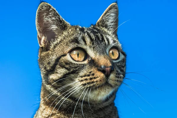 The head of a tabby cat isolated against a vibrant blue background.