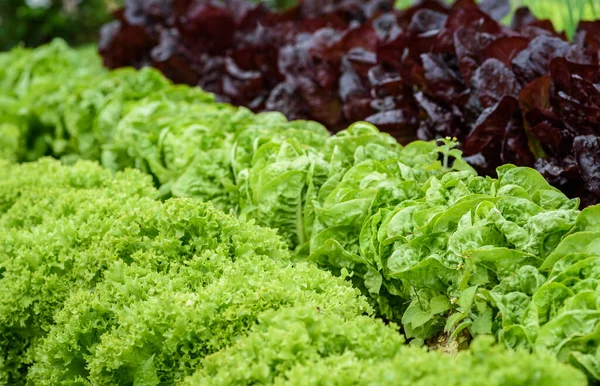 Bir tarlada çeşitli marul ekinleri yetişiyor..