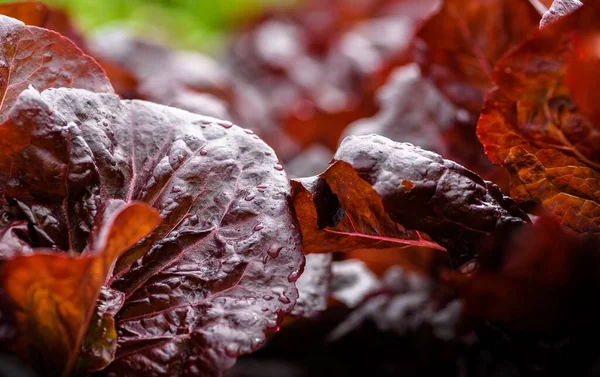 Red Leaf Lettuce Crop Growing — Stock Photo, Image