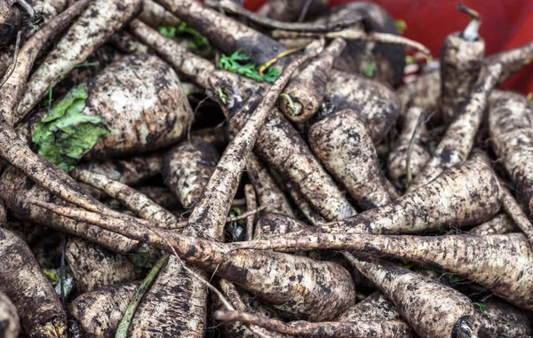 Satılık taze organik yaban havucu..