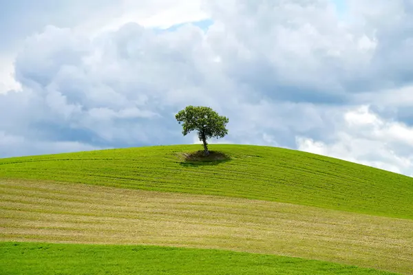 İtalya, Toskana 'da bir tepenin üzerinde yapayalnız bir ağaçla ilkbahar manzarası