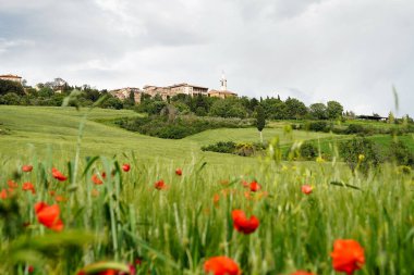 Baharda güzel Rönesans kasabası Pienza 'nın yeşil tarlaları ve ön planda kırmızı haşhaş manzarası. Pienza, Toskana, İtalya