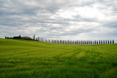 Bir dizi selvi ile Toskana manzarası. Pogio Covili çiftlik evi. Toskana, İtalya 13.05.2023