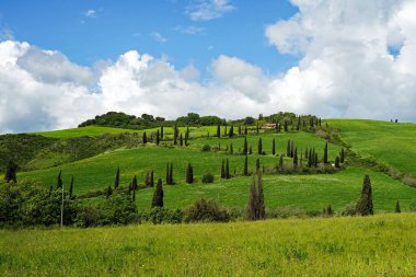 La Foce Val d 'Orcia Toskana' daki selvi ağaçlarının zikzakı 12.05.2023