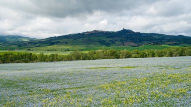 Panoramic view of Castiglione d'Orcia above blue flax field, Tuscany, Italy clipart