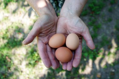 Dişi çiftçinin elleri taze tavuk yumurtası tutuyor.
