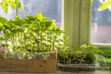 Evdeki pencerelerde fidanlar. Evde sebze yetiştiriyorum..
