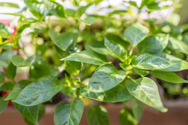 Evdeki pencerelerde fidanlar. Evde sebze yetiştiriyorum..