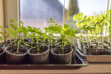 Evdeki pencerelerde fidanlar. Evde sebze yetiştiriyorum..